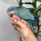 فرخ كويكر ازرق الراهب(شبه هدد)