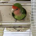 عصفور روز هو وقفصه