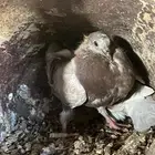 فروخ حمام فرنسي جامبو للبيع