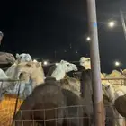 نقل شرائح و إسقاط ابل