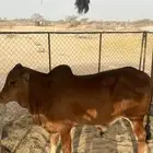 عجل بلدي