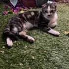 قط سكوتش فولد