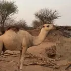 قعود رماني