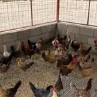 دجاج بلدي بياض