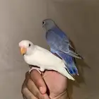 روز اليفه وهدد نشبه