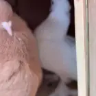 طبات رقاص هندي