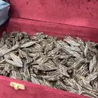 عود تايقر فيتنامي درجه اولى