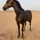 حصان انتاج