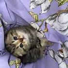 كيتن سكوتش بيور
