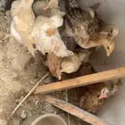 فروخ دجاج مشكل
