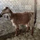 عنزين تحتها عناقين السن رباع والديد والصحه شرط