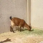 جفره قزميه