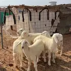 خرفان للبيع