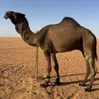 بعير اصفر للبيع