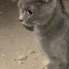 قط  انثى لتبني