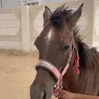 مهر عمره 4شهور