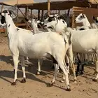معزا بيشيات فواخر ماشاء الله