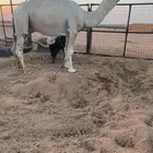 فحول وقعدان جميع السلالات