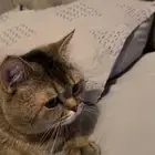 قط لتبني