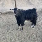 للبيع تيس فحل