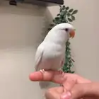 (مباع) روز البينو اليف هدد نشبه مفطوم (فاخر)