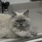 قط ضائع