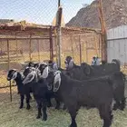 للبيع جديان