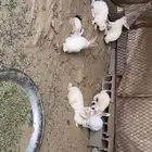 ارانب فرنسيه