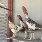 دجاج باكستاني