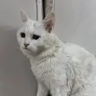 قطة شيرازيه