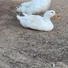بط للبيع