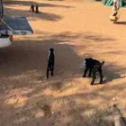 ذواغير للبيع