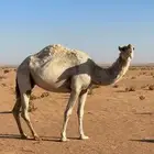 ضرببه وضحا للبيع