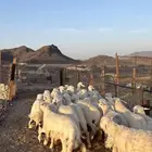 طليان حري حبصي ذبايح فاخر