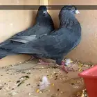 حمام مشكل رقاص قطيفي باكستاني