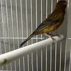 ذكر كناري سوري تغريد حريقه