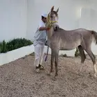 مهر عربي اصيل له مستقبل بإذن الله هيبه كرزما شخصيه قويه