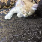 قط للبيع