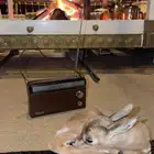 غزال للبيع عمر شهر حالتها ممتازه