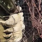 طليان تربيه
