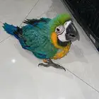 فرخ مكاو هجين