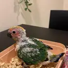 فرخ صن كنيور شمسي سوبر جامبو (فاخر جد ا)