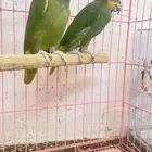 زوج امازون اورانج وينجد