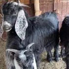 4 تيوس ور خل