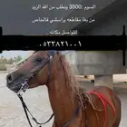 حصان