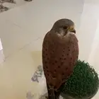 شبوط للبيع