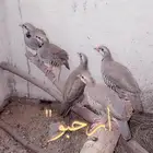 قهد اعمارها اربعه شهور عدد 6. على السوم