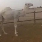 قعود مفرود للبيع. تم البيع