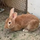 أرنب ذكر إيطالي
