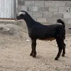 تيس سمين عمره تقريبا  سته اشهر